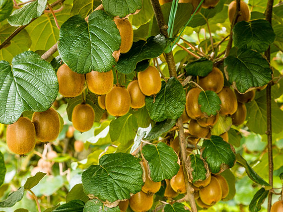 Cultivar kiwis en el huerto